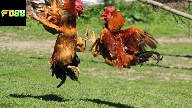 Hướng dẫn cách chơi đá gà FO88