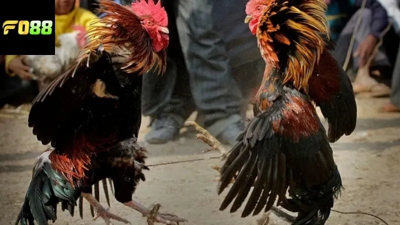 Tại sao nên chọn tham gia vào chơi cược đá gà FO88?