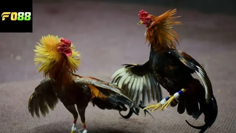 Chiến lược và mẹo cược đá gà FO88 hiệu quả nâng cao tỷ lệ thắng