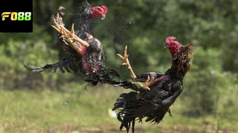 Lợi ích nhận được từ việc tham gia chơi đá gà ăn tiền FO88