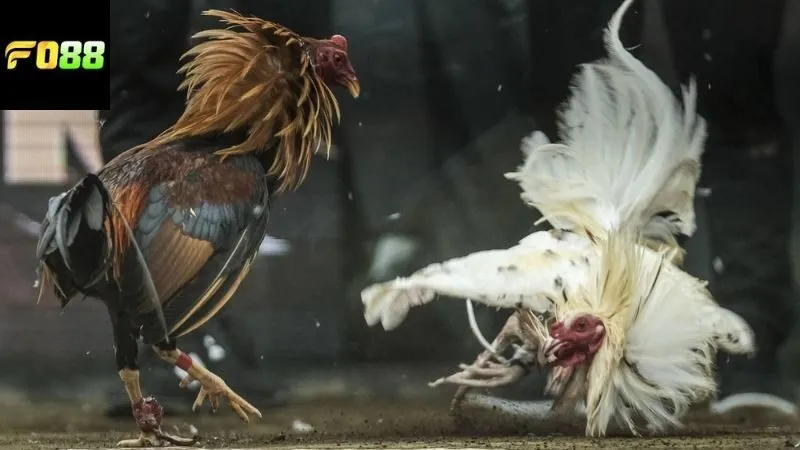 Cách chơi đá gà ăn tiền FO88