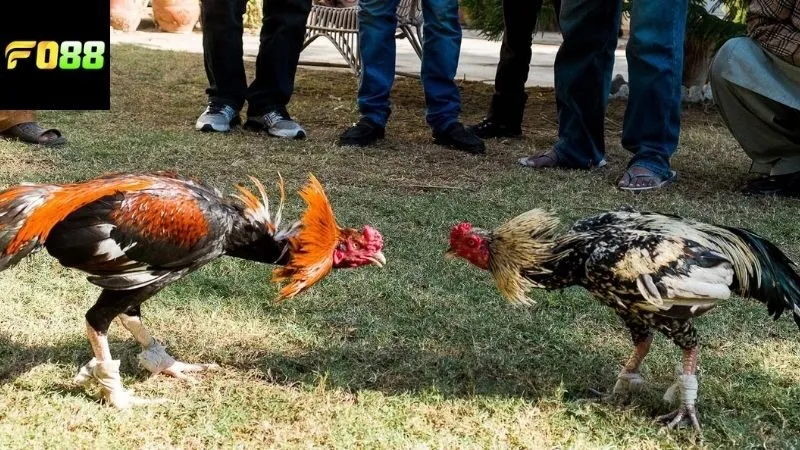 Các loại đá gà ăn tiền FO88