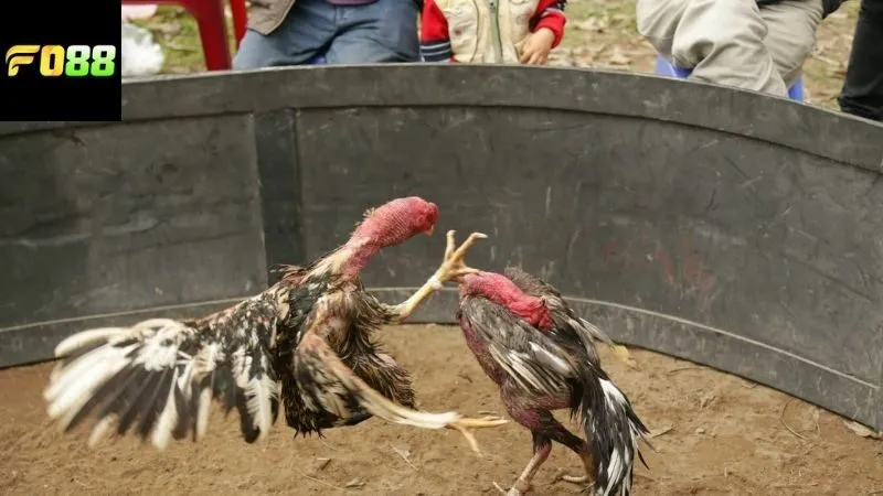 Chiến thuật và kinh nghiệm chơi cược đá gà cựa sắt FO88