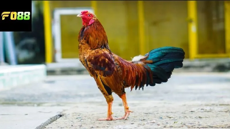 Lợi ích đến từ việc tham gia vào đá gà online FO88