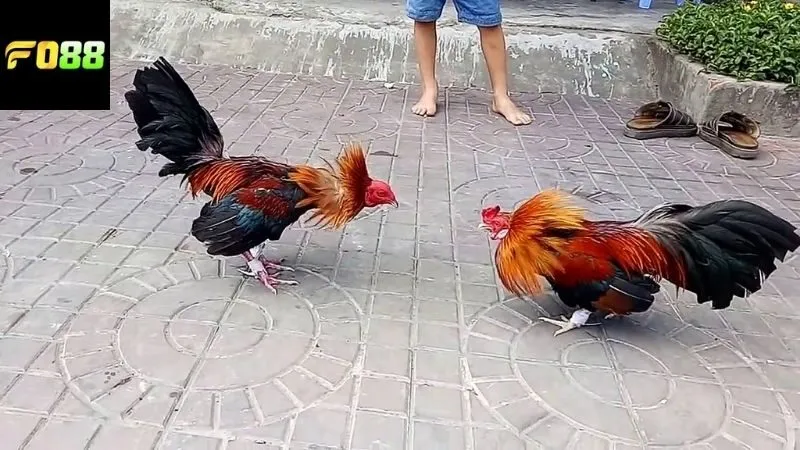 Kinh nghiệm soi kèo và đặt cược đá gà online FO88 hiệu quả