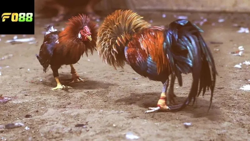 Những ưu điểm khi chọn cá cược với đá gà Thomo FO88