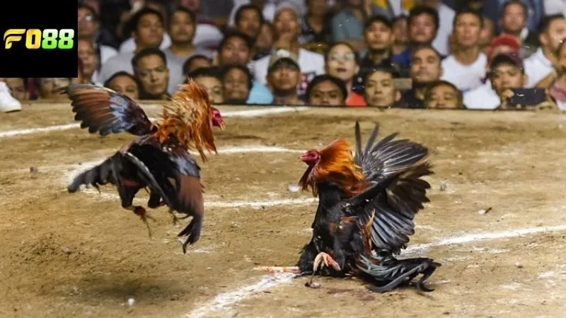 Các loại hình cược phổ biến có mặt trong đá gà trực tiếp FO88