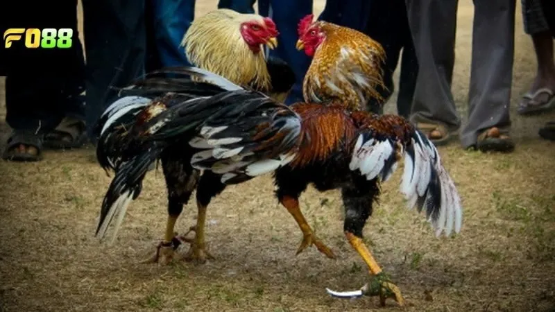 Kinh nghiệm và mẹo để thắng lớn khi tham gia đá gà trực tiếp FO88