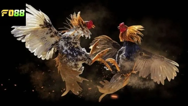 Lợi ích vượt bậc nhận được từ việc xem đá gà Campuchia FO88